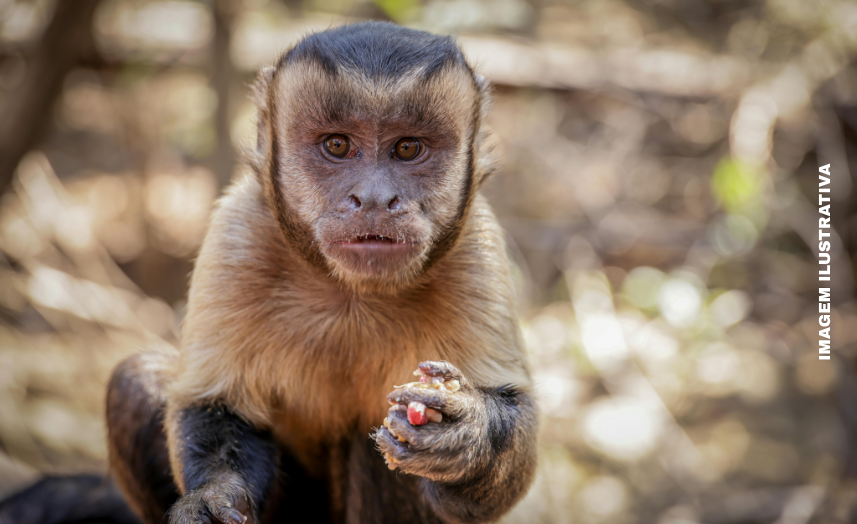 Macaco-prego invade condomínio em Salvador, fere cinco pessoas e ingere bebida alcoólica