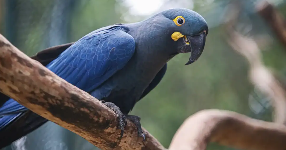 Lista de espécies ameaçadas de extinção no Brasil ganha atualização com 180 novos animais